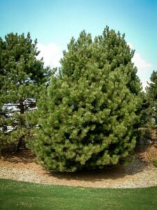 Сосна Чёрная (Pinus Nigra) купить по цене от 270.00р. в интернет-магазине «Посадика» с доставкой почтой в в Шалие и по всей России – [изображение №1].