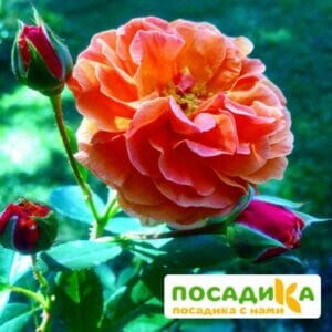 Роза Арабия купить по цене от 350.00р. в интернет-магазине «Посадика» с доставкой почтой в в Шалие и по всей России – [изображение №1].