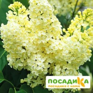 Сирень Примроуз (Primrose) купить по цене от 529.00р. в интернет-магазине «Посадика» с доставкой почтой в в Шалие и по всей России – [изображение №1].