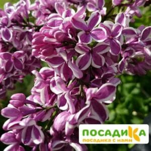 Сирень Сенсация купить по цене от 529.00р. в интернет-магазине «Посадика» с доставкой почтой в в Шалие и по всей России – [изображение №1].