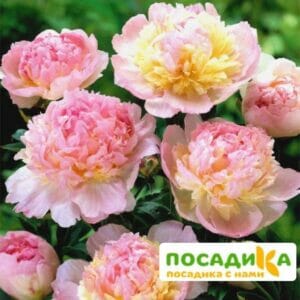 Пион Распберри Сандей (Paeonia Raspberry Sundae) купить по цене от 959р. в интернет-магазине «Посадика» с доставкой почтой в в Шалие и по всей России – [изображение №1].