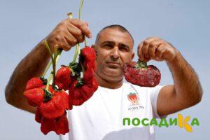 Клубника Гигант Джорнея купить по цене от 266р. в интернет-магазине «Посадика» с доставкой почтой в в Шалие и по всей России – [изображение №1].