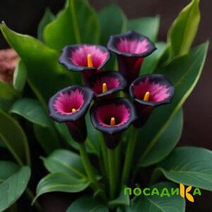 Калла Аура Лейс купить по цене от 400р. в интернет-магазине «Посадика» с доставкой почтой в в Шалие и по всей России – [изображение №1].