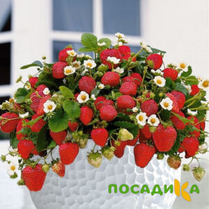 Клубника Рубиновый Шепот (горшечная) купить по цене от 240р. в интернет-магазине «Посадика» с доставкой почтой в в Шалие и по всей России – [изображение №1].
