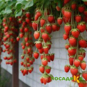 Клубника вьющаяся Комплимент купить по цене от 470р. в интернет-магазине «Посадика» с доставкой почтой в в Шалие и по всей России – [изображение №1].