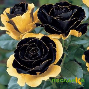 Роза Ханни Сикл купить по цене от 700р. в интернет-магазине «Посадика» с доставкой почтой в в Шалие и по всей России – [изображение №1].