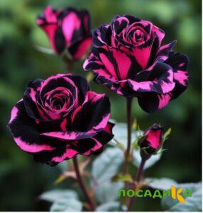 Роза Багровый Шепот купить по цене от 366р. в интернет-магазине «Посадика» с доставкой почтой в в Шалие и по всей России – [изображение №1].