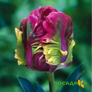 Тюльпан Экзотик Хэвен купить по цене от 186р. в интернет-магазине «Посадика» с доставкой почтой в в Шалие и по всей России – [изображение №1].