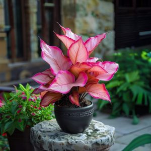 Хоста Розовая Симфония купить по цене от 800р. в интернет-магазине «Посадика» с доставкой почтой в в Шалие и по всей России – [изображение №1].