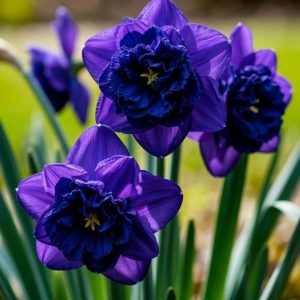 Нарцисс Арт Нуво купить по цене от 378р. в интернет-магазине «Посадика» с доставкой почтой в в Шалие и по всей России – [изображение №1].