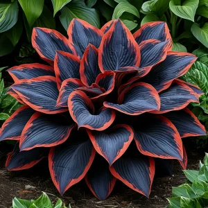 Хоста Солнечный Агат купить по цене от 440р. в интернет-магазине «Посадика» с доставкой почтой в в Шалие и по всей России – [изображение №1].