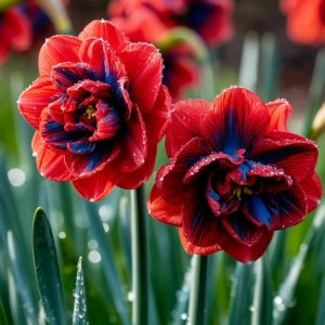 Нарцисс Эрличе купить по цене от 386р. в интернет-магазине «Посадика» с доставкой почтой в в Шалие и по всей России – [изображение №1].